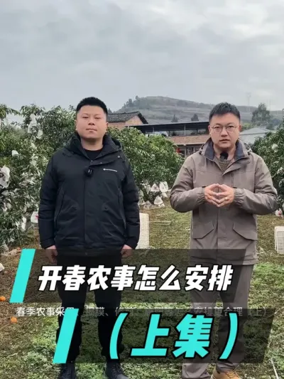开春农事特别多，揭膜，采果，修剪，清园，施肥，这么多春耕工作应该怎么安排？（上集）#柑橘种植