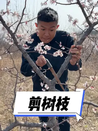 剪树枝其实也是一门艺术。 #我的农村生活 #三农 #新农人计划2025  #乡村守护人 #好客山东好品山东
