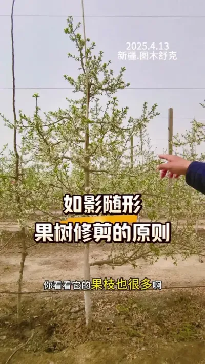 如影随形就好，果树树型修剪的原则#果树修剪#农田行者#农田行者技术服务联盟#西梅种植