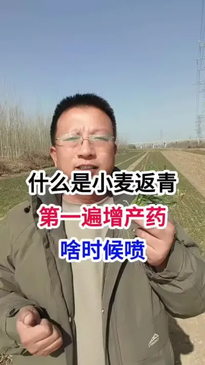什么是小麦返青，第一遍增产药，啥时候喷 什么是小麦返青，第一遍增产药，啥时候喷#小麦种植 #小麦种植管理技术 #马哥聊农业 #小麦高产技术 #农技知识分享