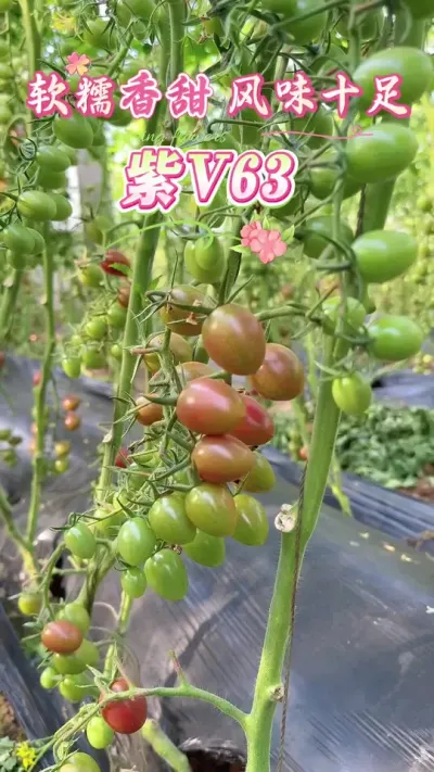 紫色小番茄新品，产量高，口感好，风味十足，软糯香甜！#三农 #农业种植 #抖音助农 #农业
