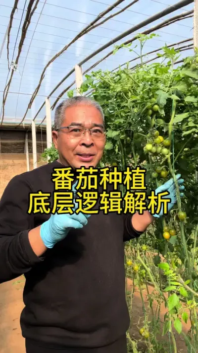 种植的底层逻辑是什么？ #创作灵感 #番茄种植 #农业技术推广