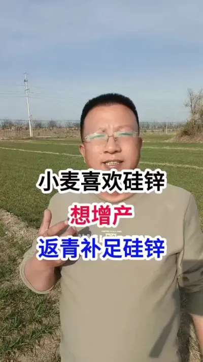 小麦喜欢硅锌，想增产，返青补足硅锌 小麦喜欢硅锌，想增产，返青补足硅锌#小麦种植 #小麦种植管理技术 #马哥聊农业 #小麦高产技术 #农技知识分享
