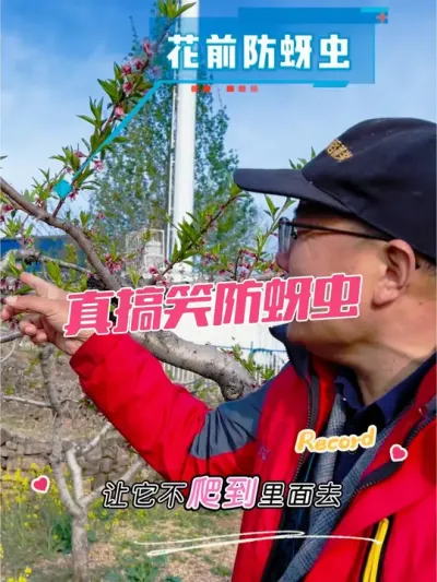 别斗了 蚜虫到里面了，能防住？#蚜虫 #蚜虫防治