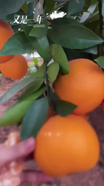 #新农人计划2024 #抖音助农 #支持三农扶持三农发展 #种植小技巧 #来抖音学农枝