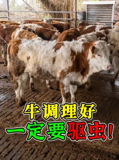 调理零伤亡！内蒙牛到家10多天，吃口好精神棒，养殖户非常满意 #养牛人 #养牛技术 #养牛知识 #牛应激调理 #牛驱虫