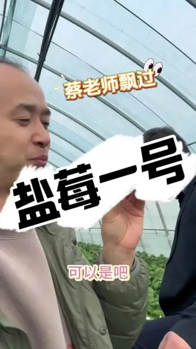 盐莓一号、突然很火 一起看看盐莓一号在土壤栽培的优秀表现#草莓种植 #草莓园 #2024新农人计划 #种草莓 #草莓品种