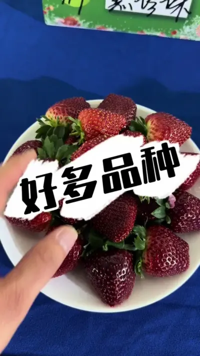 好多草莓品种，眼花缭乱 这么多草莓品种，你们吃过几个？#草莓种植 #种草莓 #草莓 #草莓园 #草莓品种