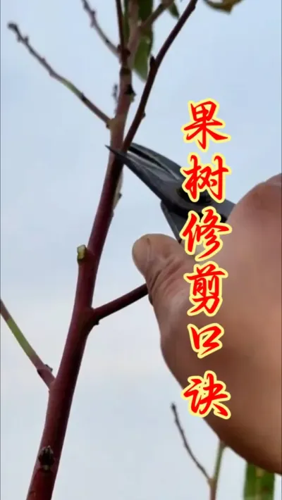 果树修剪可是个技术活，三剪三不剪。 #分享果树种植管理技术  #果树种植 #抖音助农   #果树修剪 #农业种植