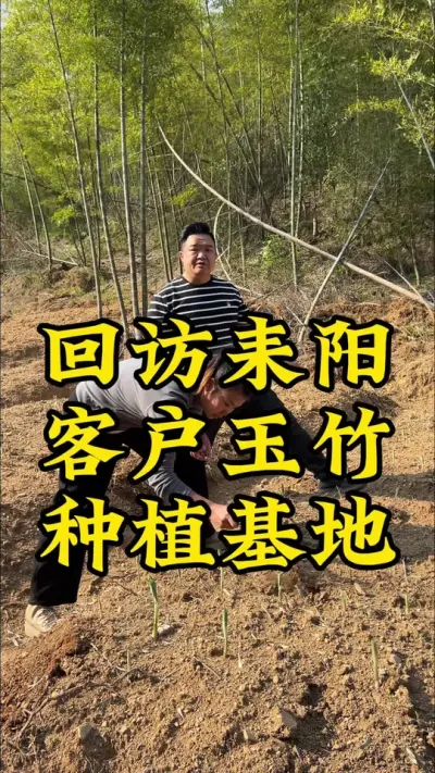回访耒阳玉竹种植基地，玉竹70-80%已经出苗！ #药材种植 #种植小技巧 #玉竹 #抖音助农 #新农人计划