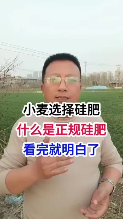 小麦选择硅肥，什么是正规硅肥，看完就明白了 小麦选择硅肥，什么是正规硅肥，看完就明白了#小麦种植 #小麦种植管理技术 #马哥聊农业 #小麦高产技术 #农技知识分享