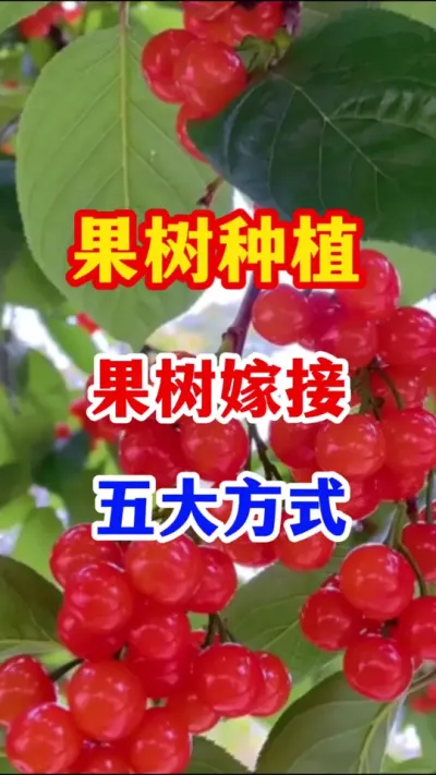 果树嫁接的五大方法。 #果树种植 #服务三农支持三农 #果园管理  #果树嫁接  #分享果树种植管理技术