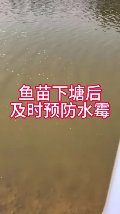 鱼苗下塘后要及时预防水霉病