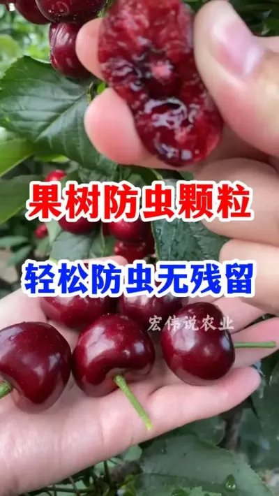 果树虫害轻松防治。 #果树种植技术交流 #三农   #果树种植   #果园管理   #果树病虫害防治