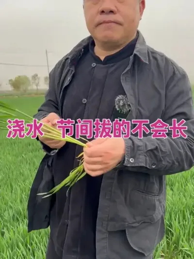 浇水 节间拔的不会长 大家可能会理解反了！#农业种植