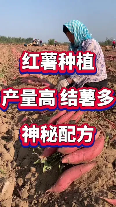 红薯种植高产配方#红薯管理 #红薯施肥 #红薯种植 #红薯高产 #红薯高产种植