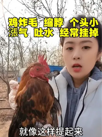 鸡炸毛缩脖个头小，漲气吐水经常挂掉怎么办#科学养鸡 #三农养殖 #鸡鸭鹅养殖 #养鸡场 #鸡病防治