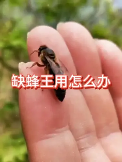 需要用蜂王时，缺蜂王使用怎么办#蜂王 #蜜蜂养殖 #三农