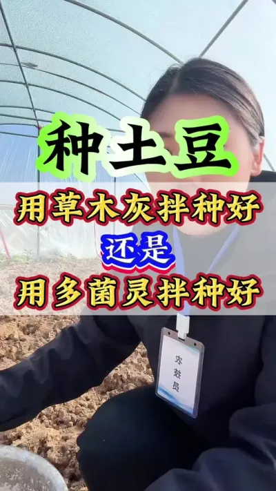 种土豆用草木灰拌种好还是用多菌灵拌种好#土豆#土豆种植#种土豆#种植小技巧 #三农