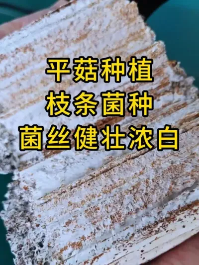 直播间客户反馈枝条菌种好，枝条菌种优缺点直播间一起讨论#平菇种植 #平菇菌种 #食用菌栽培种 #栽培种