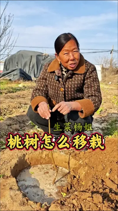 桃树怎么栽的#桃树 #三农 #蔬菜种植 #生菜杨姐