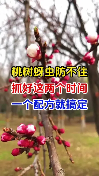 桃树蚜虫防治#桃树种植#蚜虫防治#病虫害防治 #果园管理#分享农业知识帮农民增产增收