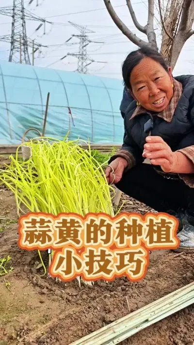 蒜黄的种植小技巧 蒜黄的种植小技巧自己就可以种#大蒜种植 #蒜黄种植 #生菜杨姐 #种植小技巧 #跟着杨姐学种菜 @DOU+小助手