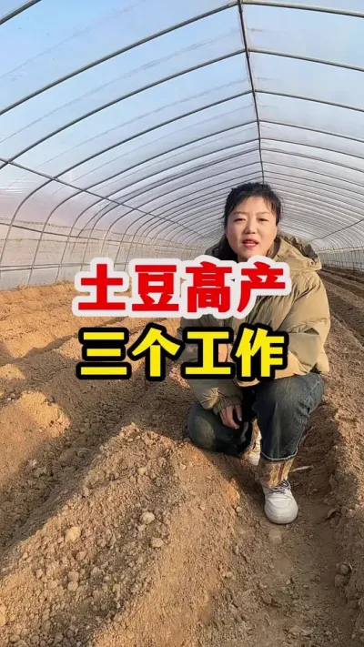 土豆高产的三个必要工作#土豆 #土豆高产种植 @抖音小助手