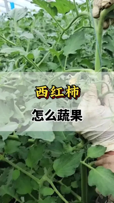 西红柿怎么蔬果#农业种植 #西红柿蔬果#西红柿种植#西红柿种植 #农业种植