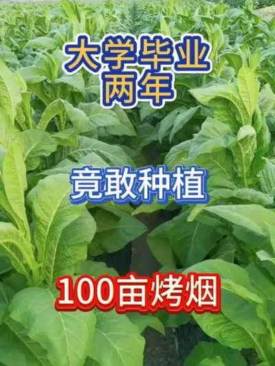 98年的学生轻松种出高产量高品质烤烟的秘诀 #烤烟 #烤烟种植技术与管理 #烤烟种植 #烟草种植 #服务三农支持三农