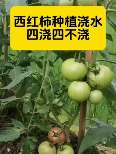 #创作灵感 番茄种植#每天分享蔬菜种植技巧 #农业种植 #种植小技巧