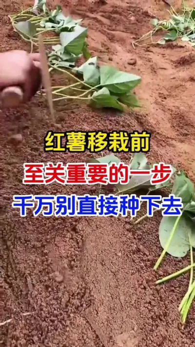 红薯移栽前最重要的一步，千万别直接种下去#红薯种植#红薯移栽#蘸根 #红薯高产