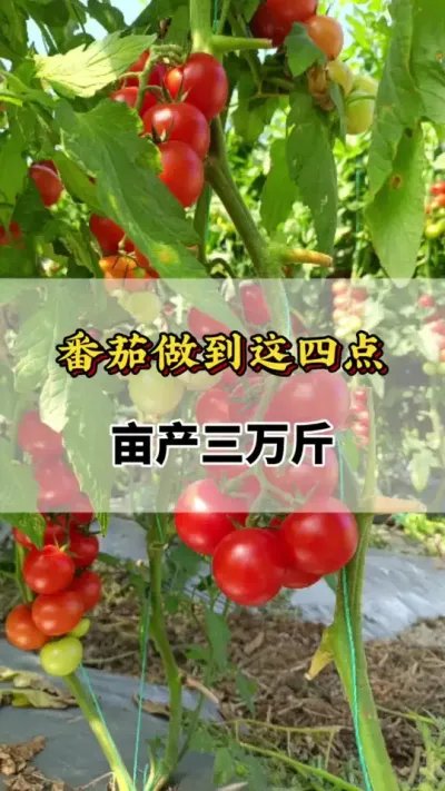 番茄做到这四点，亩产三万斤#番茄种植方法及管理技术 #西红柿种植技术与管理法 #番茄种植技术 #西红柿的种植技术 #番茄的种植方法