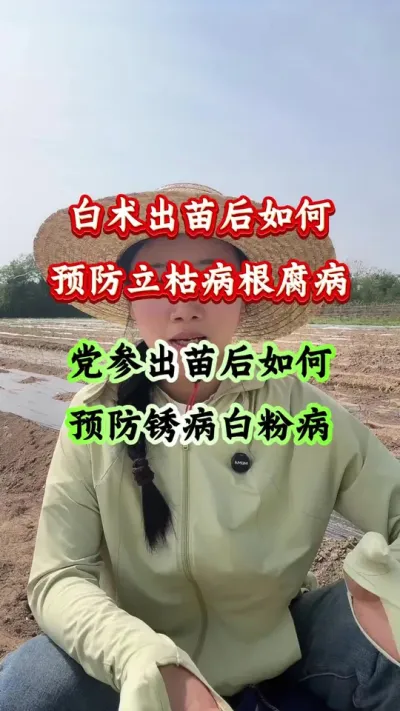 药材种植 白术出苗后如何预防立枯病根腐病 党参出苗后如何预防锈病白粉病 #药材种植 #药材管理 #病害防治