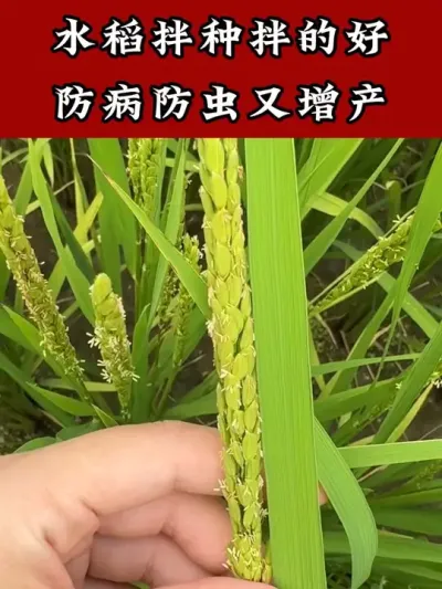 水稻种植不拌种产量丢一年丢3成 #水稻种植技术 #水稻种植 #水稻种子 #拌种剂 #水稻拌种