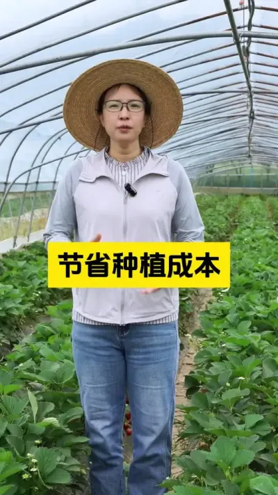 在当下这个农业大环境下，一定要学会节省种植成本！#启明生物大师姐 #新农人计划2025 #三农 #草莓种植管理技术和方法 #2025新农人计划乡村振兴蓝图