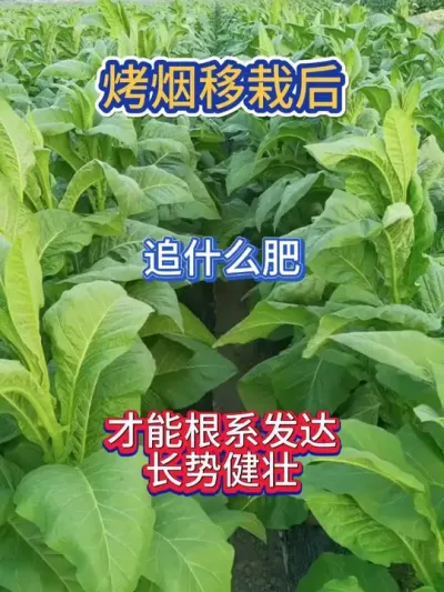 烤烟追肥就用它，根系发达，长势健壮，好管理 #烤烟种植技术与管理 #烤烟种植 #烟草种植