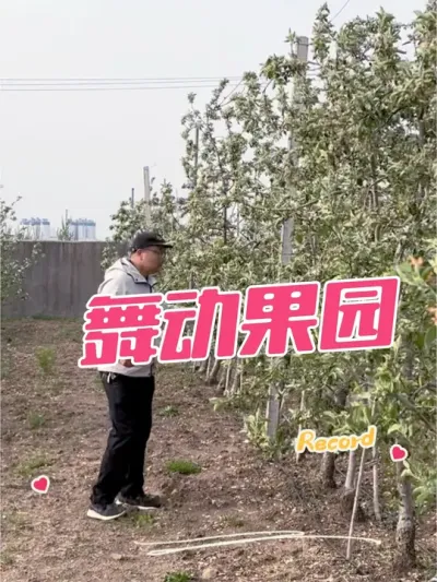 舞动果园 看到👀苹果坐果好，开心一刻，你的苹果坐住果了吗#舞动青春活力 #舞动 #果园