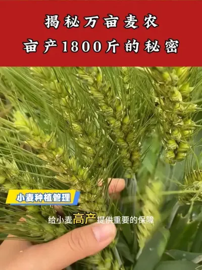 小麦货真价实的膨大剂万亩大户都在用 #小麦种植管理技术 #小麦种植 #小麦高产技术 #苄氨烷醇 #小麦高产技术