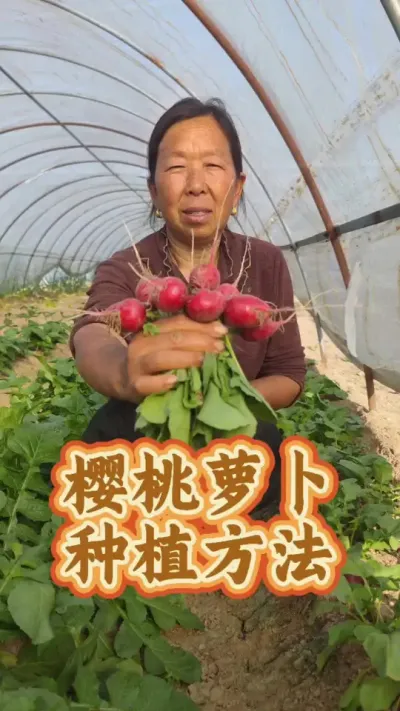 樱桃萝卜的种植方法#种植小技巧 #蔬菜种植 #樱桃小萝卜种子 #生菜杨姐@DOU+小助手