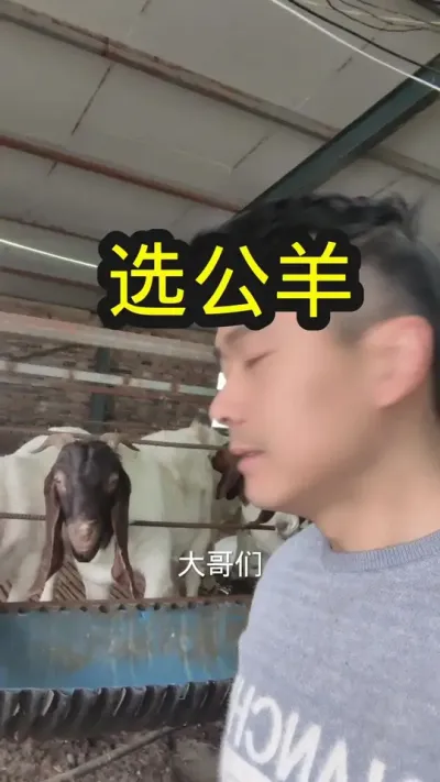 #养羊 #养羊人 #养羊经验