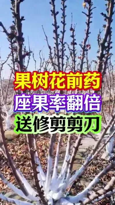#保花保果 #促花保果 #果树种植 #分享农业知识帮农民增产增收 #抖音助农