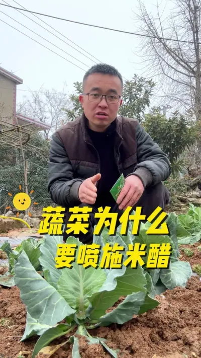 蔬菜为什么要喷施米醋？米醋有什么作用？#每天分享蔬菜种植技巧 #阳台种植 #关注我一起学种菜 #阳台小院均可种植 #一份耕耘一份收获