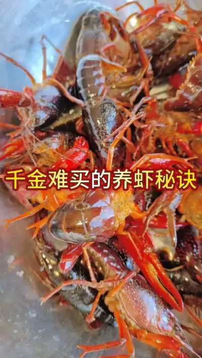 千金难买的养虾素材 #小龙虾 #新农人计划 #三农 #农业 #渔德盛