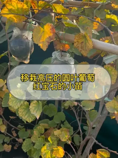 移栽圆叶葡萄红宝石的高压包，成功率有些低，是啥情况呢？#记录我的种植生活 #楼顶菜园 #我的小菜园 #盆栽果树 #圆叶葡萄红宝石
