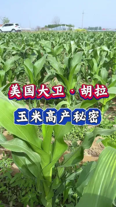 美国大卫胡拉，玉米高产秘密#玉米 #肥料 #农业 #玉米高产 #三农
