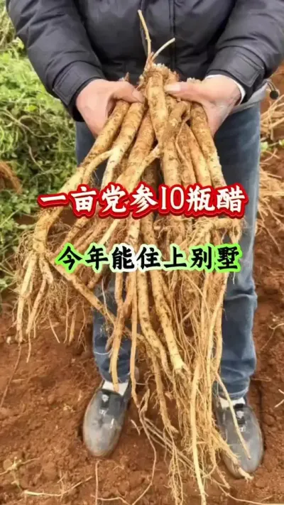 党参种植 一亩党参10瓶醋今年能住上别墅 #党参种植 #党参管理 #党参高产 #药材种植