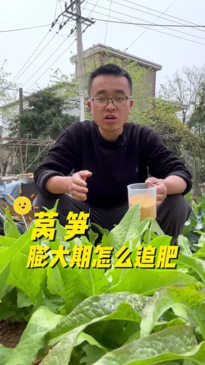 莴笋膨大期怎么追肥？才能茎杆粗壮？#我的小菜园 #在家种菜 #关注我一起学种菜 #种植小技巧 #传播农业小知识