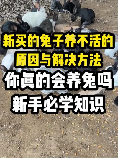 新引种的兔子为什么养不活？ #新手养兔指南 #新买的兔子为什么养不活 #养兔技术经验分享 #养兔三分靠管理七分靠技术 #养兔技术经验分享