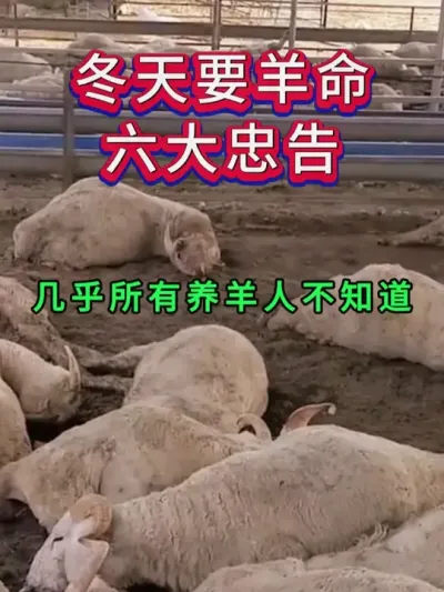 冬天要羊命六大忠告，几乎所有养羊人不知道 #养羊 #养羊人 #养殖 #养羊技术分享
